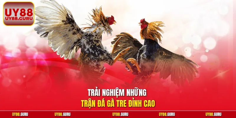 Trải nghiệm những trận đá gà tre đỉnh cao